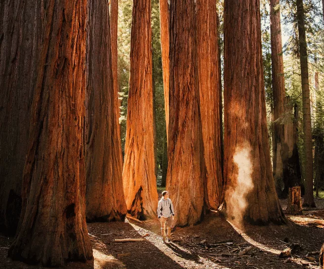man walking through forest with large trees